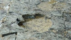 英スコットランドで恐竜の足跡多数、ジュラ紀中期の貴重な化石