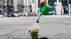 ブリュッセルの悪路に抗議、男性が道路の穴に花植える
