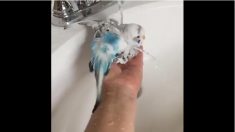バスタイムが大好きなセキセイインコ