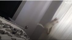 ジャンプに成功したと思いきや、 とんだ災難が…