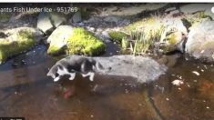 魚に手こずるネコ、その「雄姿」が微笑ましい