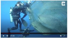 大至急！ 網に囚われたジンベエザメたちを救おう