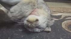 オオヤマネコだって、飼い主に撫でてもらうのが好き！