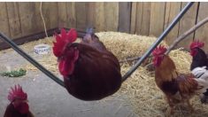 抜群なバランス！ ブランコで遊ぶ鶏