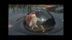 池の金魚が拡大して見える優れもの！