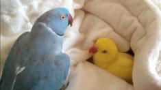 フワフワして可愛い！ ぬいぐるみみたいなインコの赤ちゃん