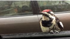 何がしたいの？ 車の窓に張りついたキツツキ