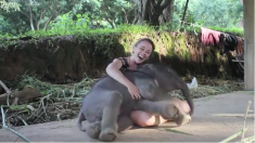 思わず抱きしめてしまった！ とっても人懐っこい子象