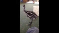 ねーねー、一緒に遊んで！