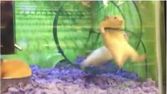 ハムスターが宙ぶらりんに！どうしたの？