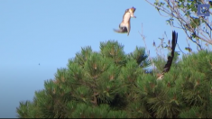 ものすごいジャンプ力で、危機から逃れたリス
