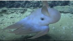 可愛すぎる〜！ ダンボ・オクトパス