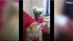 連れ去られた犬が、住んでいた家を思い出した時の行動とは？