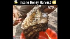 ハチに刺されないの？ 素手でハチミツを採る人