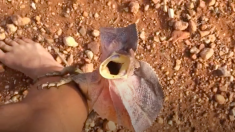 こいつは危なくてしょうがない！ 威嚇するエリマキトカゲ