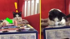 我が家の猫は、指のモグラ叩きゲームが大好き