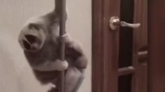 ダンス棒で踊る子猿、実は全身に毒が　ペット飼育には賛否両論