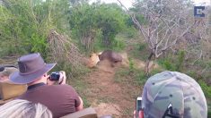 命懸けで抵抗するヌーとライオンの一騎打ち！