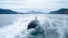 まるでイルカと一緒に泳いでいる気分