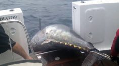 あたった！釣れた！　巨大マグロを釣り上げる瞬間
