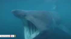 サメの新発見！ 世界で2番目に大きい魚類ウバザメが集団行動に