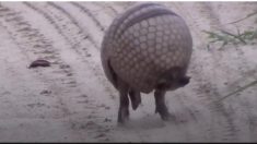 早いっ！ アルマジロがくるんと丸く変身する瞬間