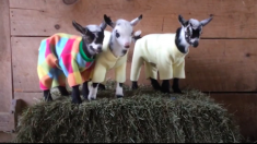 今日はパジャマパーティー！ はしゃいで駆け回る子ヤギたち