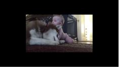 お利口なワンコ、赤ちゃんのそばでゴロン