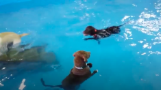 プールに突っ立って戸惑うワンコ