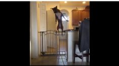 私のスーパージャンプを見て！