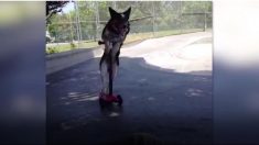 信じられない！ キックスケーターを乗りこなすワンコ