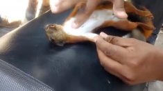 呼吸停止したリスがいたら、あなたはどうする？