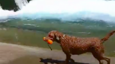 自分で遊びを考え出す、賢いワンちゃん