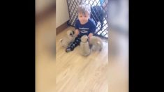 僕たちはいつも一緒！ 子どもについて回る子犬たち