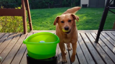 自動ボール投げマシーンに大興奮のワンちゃん