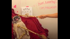 まるで王様気分…まったりくつろぐパグ