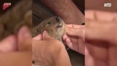 気持ちよさそう〜！ クアッカワラビのほっぺもみもみ動画