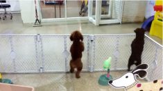 踊りとジャンプが大好きなワンちゃん