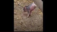 応援したくなる！ ハンディキャップの子ブタちゃんの頑張る姿