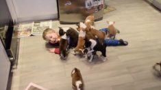 見てみて！ 愛嬌たっぷりのバセンジー犬の子犬たち