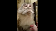 まるで女王様！ 飼い主に毛づくろいをしてもらうサル