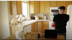 このマシーンが欲しい！ 猫が中から次々と飛び出てくる