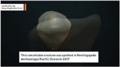 不思議な生物、深海にすむ変身し続けるクラゲ