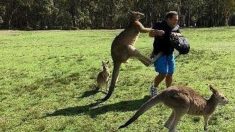 カンガルーがニンジン欲しさに観光客攻撃、豪公園で被害相次ぐ