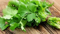 【グルメ】パクチーの新発見！　デトックス作用
