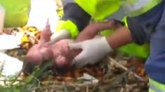 【ブラジル】トラック横転　助手席の妊婦圧死　胎児は圧し出され無事誕生