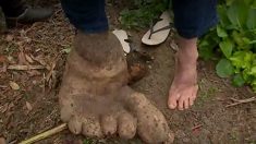 土の中から現れたのは巨人の足！？に見えるジャガイモ＝ブラジル