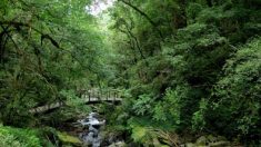 まだ間に合う！台湾の避暑地で森林浴と桃を満喫