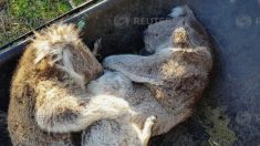 豪レイモンド島でコアラが餓死の危機、火災防ぐため森林伐採