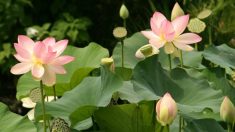 まさか、蓮の葉っぱの上に寝転べるなんて！　台北の「大王蓮」が大人気